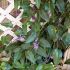 Plantele agatatoare, folositoare intr-o gradina mica